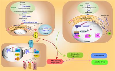 Regulation of Seed Germination and Abiotic Stresses by Gibberellins and Abscisic Acid